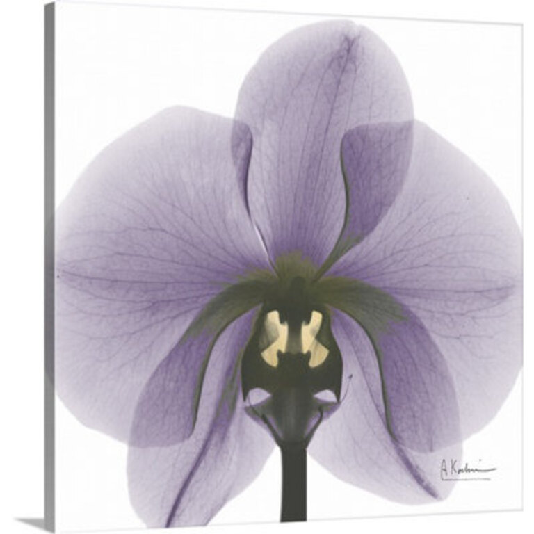 'Orchid X-Ray by Albert Koetsier Photographic Print Size: 20" H x 20" W x 1.5" D, Format: Canvas
