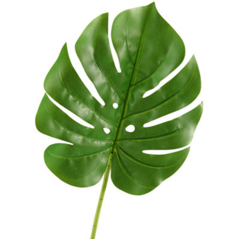Small Split Leaf Philo Stem