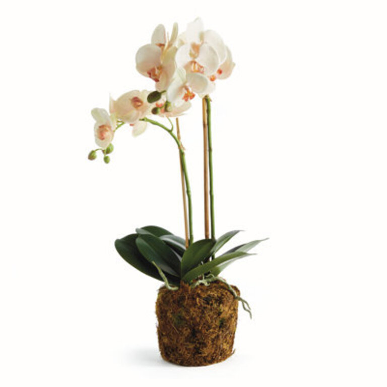 Stiles Handmade Light Pink Orchid with Root Ball