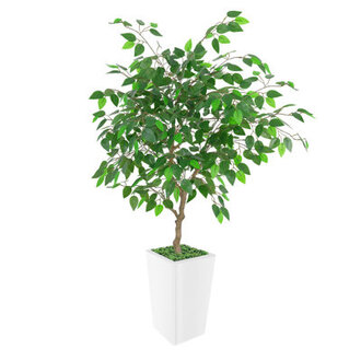 Paislee Artificial Ficus Tree Faux Ficus Tree with Tall White Planter Realistic Leaves  Natural Wood