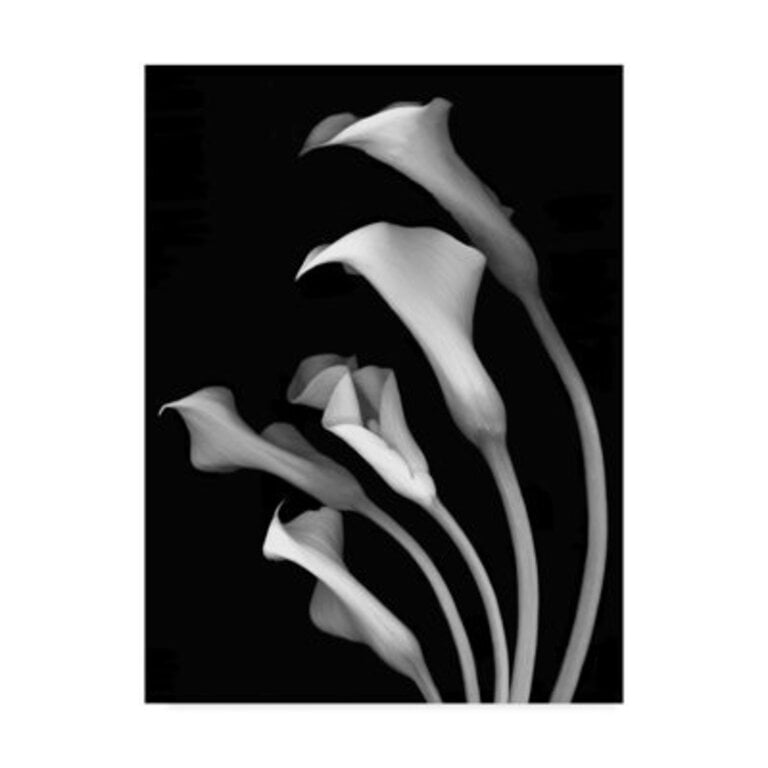 Dosta Calla Lilies 3 Black and White Graphic Art Print on Wrapped Canvas