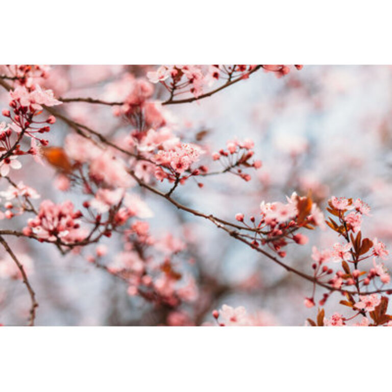 Billmyre  Cherry Blossom Background
