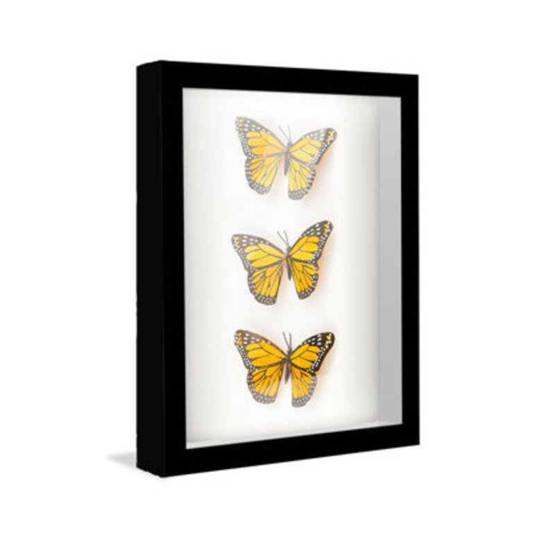 Adwit Solid Wood Shadow Box Picture Frame