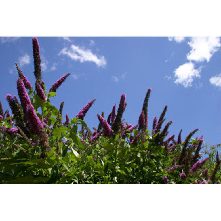Buddleia Davidii - Wrapped Canvas Photograph