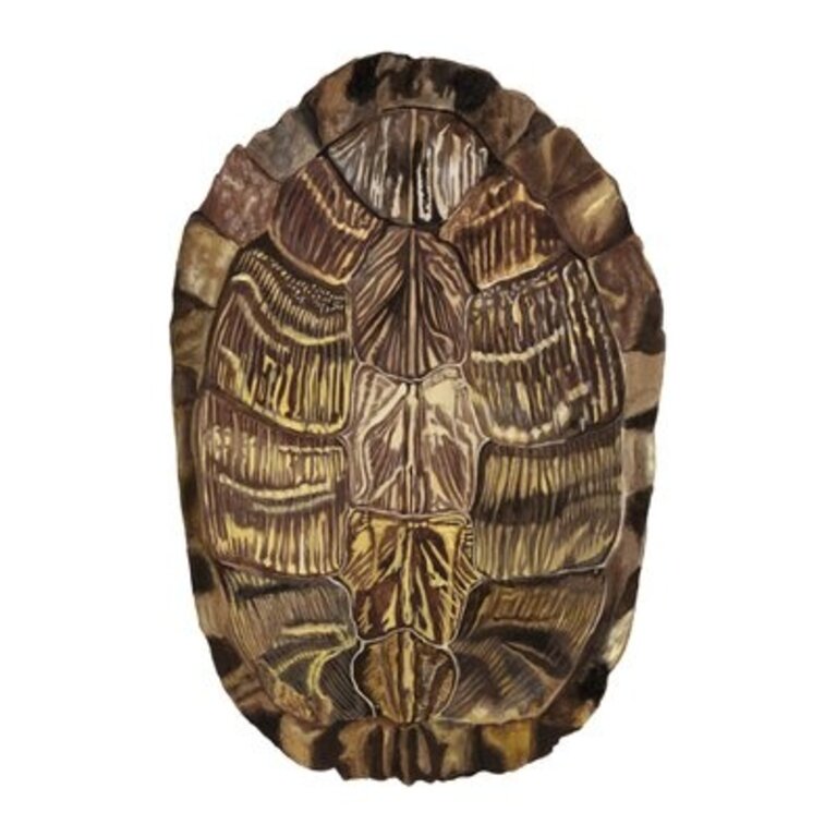 Tortoise Shell Detail I Size: 30" H x 20" W x 1" D