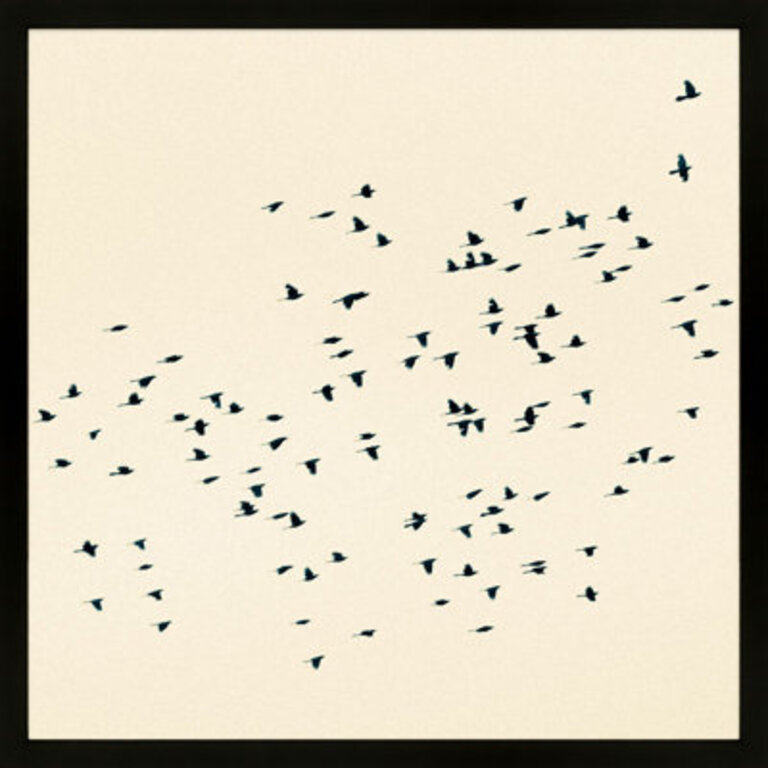 Soaring By Peter Dušek - Framed Wall Art Color: Black, Size: 16" H x 16" W x 1.25" D