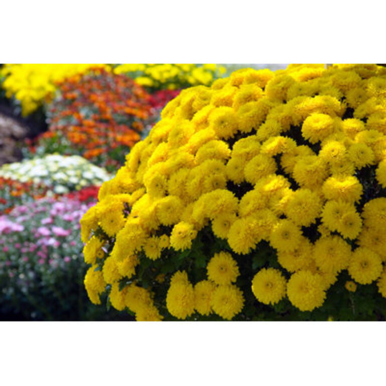 Sunburst of Mums - Wrapped Canvas Photograph Size: 20" H x 30" W x 1.25"D