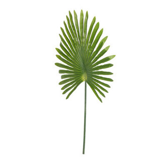 Light Green Giant Fan Palm Leaf Stem Leaves Color: Dark Green