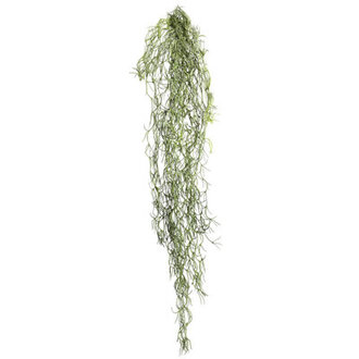 Tillandsia Root