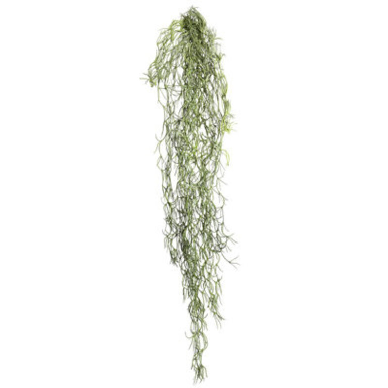 Tillandsia Root