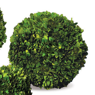 Nigel Preserved Boxwood Hedge