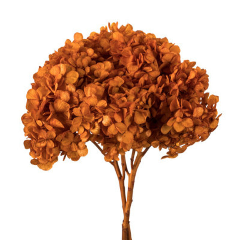 Natural Botanicals 15" Hydrangea with Multiple Branch Segments, Preserved Flowers/Leaves Color: Autumn