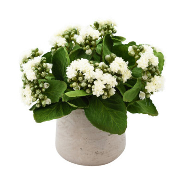 Kalanchoe Floral Arrangement in Pot Flower Color: White