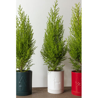 Rowan Pot Color: White