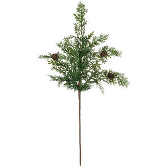 Leatham Cypress Foliage Plant