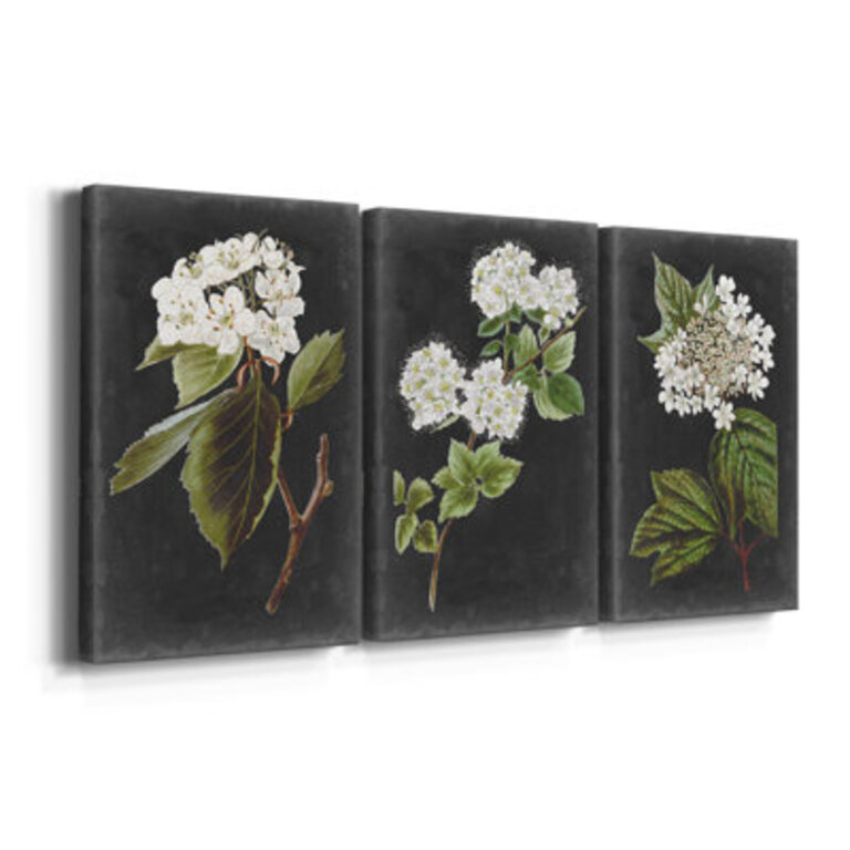 Dramatic White Flowers I - 3 Piece Wrapped Canvas Graphic Art Print Set