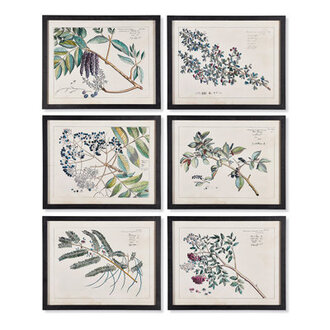 Berry Branch Botanical Study  6 - Pieces
