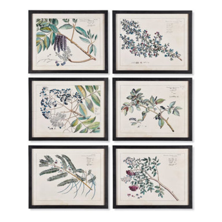 Berry Branch Botanical Study  6 - Pieces