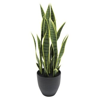 Snake Plant in Planter Size: 26" H x 12" W x 12" D
