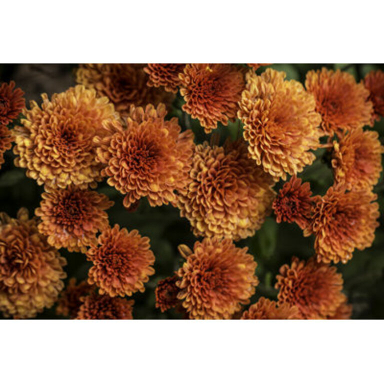 Orange Fall Mums On Canvas by Scottpaquette Photograph Size: 20" H x 30" W x 1.25" D