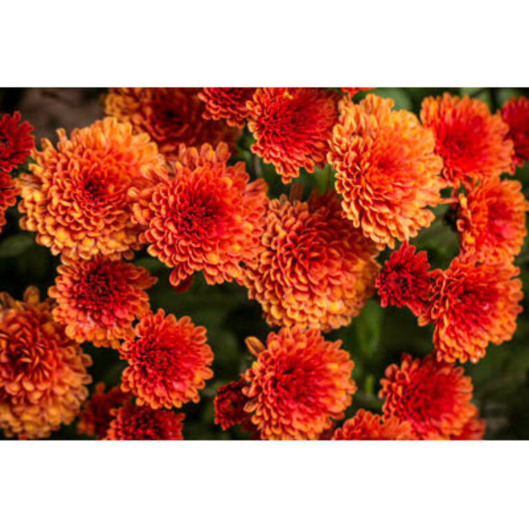 Orange Fall Mums On Canvas by Scottpaquette Photograph Size: 20" H x 30" W x 1.25" D