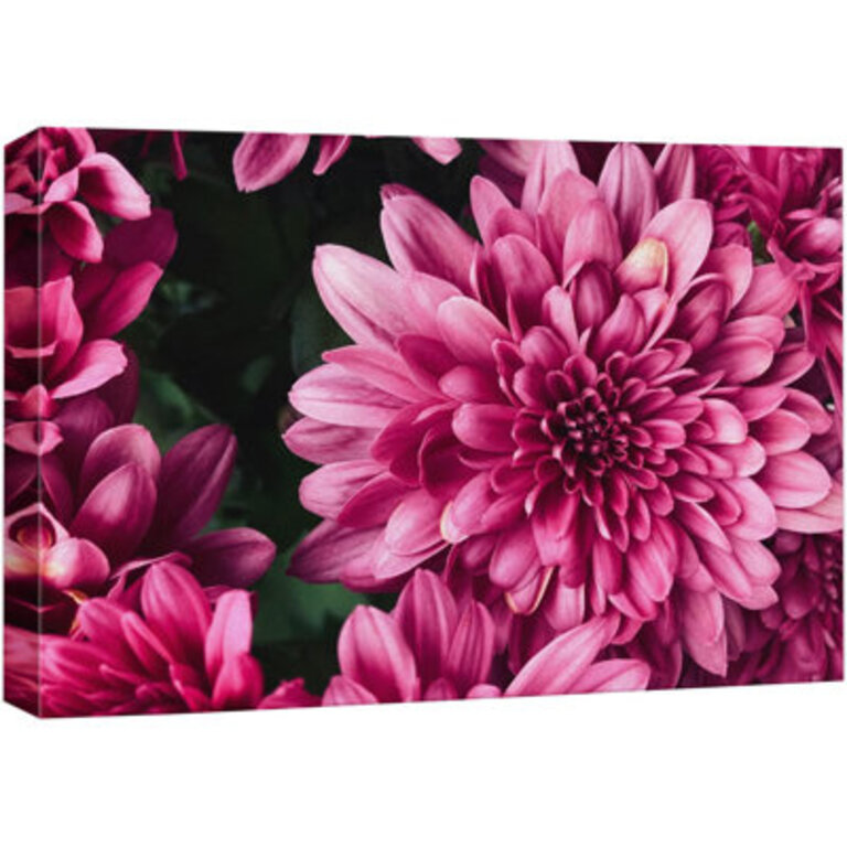" Close Up Neon Hot Pink Gerbera Flower Floral Photography Botanical Zen Decor " on Overall Size: 16" H x 24" W