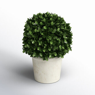 Travers Preserved Boxwood Topiary in Pot Size: Medium