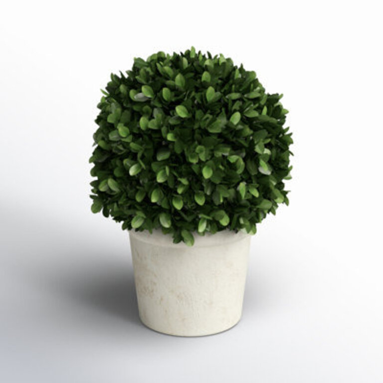 Travers Preserved Boxwood Topiary in Pot Size: Medium