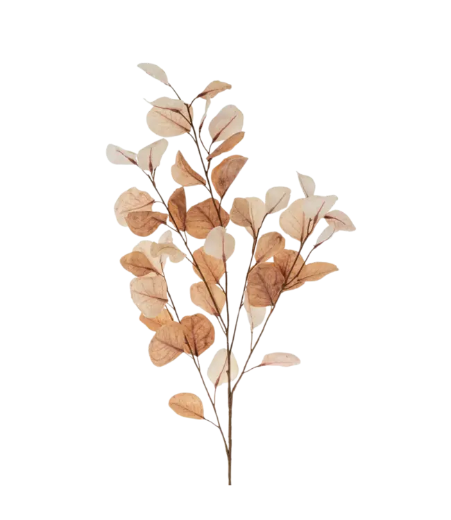 Indaba Dried Eucalyptus Branch