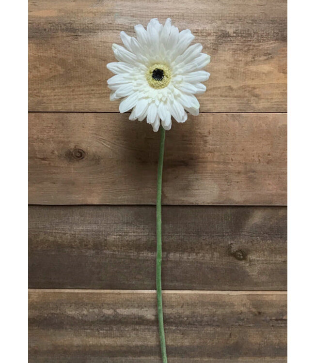 25" White Fresh Touch Gerbera Stem