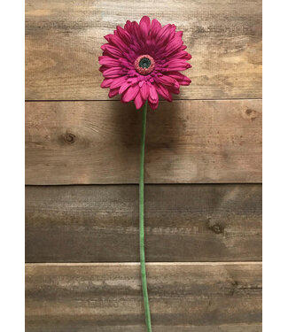 25" Rose Fresh Touch Gerbera Stem