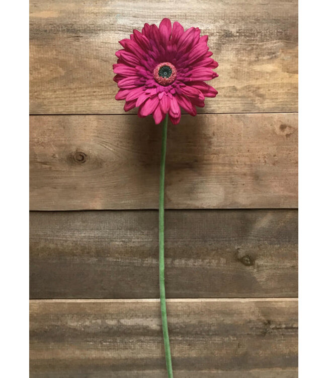25" Rose Fresh Touch Gerbera Stem