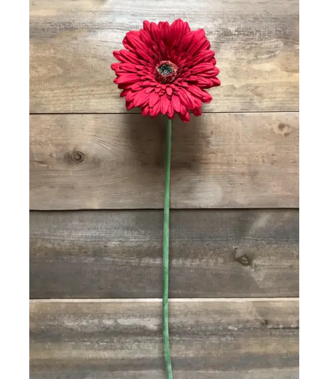 25" Red Fresh Gerbera Stem