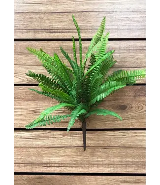 19" Boston Fern