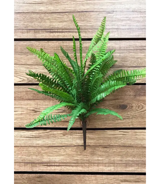 19" Boston Fern