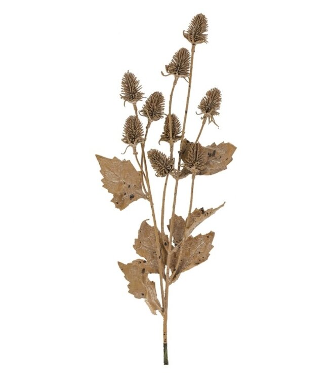 Indaba Dried Thistle Spray