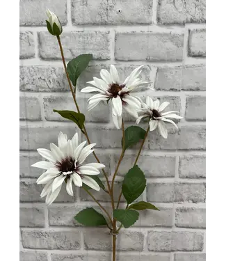 32.5 Black Eye Susan Stem