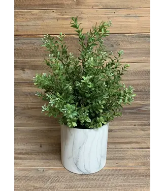 17" Boxwood Bush