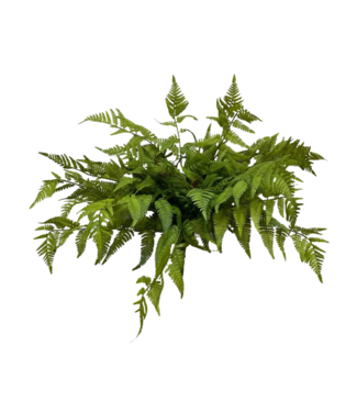 22" Fresh Touch Lacy Tree Fern Bush
