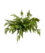 22" Fresh Touch Lacy Tree Fern Bush