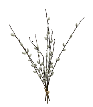 21.5" Pussy Willow Bundle