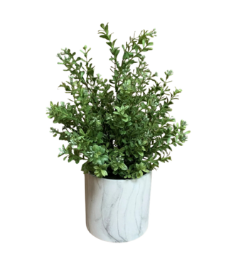 17" Boxwood Bush