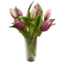 12" Fresh Touch Formosa Tulip Bundle