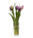16" Fresh Touch Dynasty Tulip Bundle