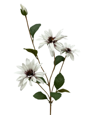 32.5 Black Eye Susan Stem