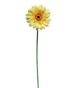 25" Yellow Fresh Gerbera Stem