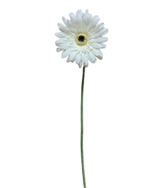 25" White Fresh Touch Gerbera Stem