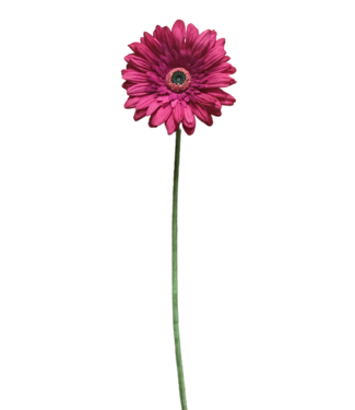 25" Rose Fresh Touch Gerbera Stem
