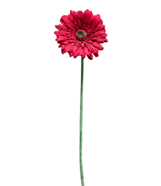25" Red Fresh 25" Gerbera Stem