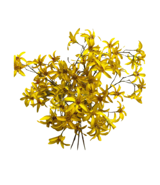 21" Forsythia Bundle X3